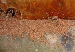 Termite Control in Orange County CA